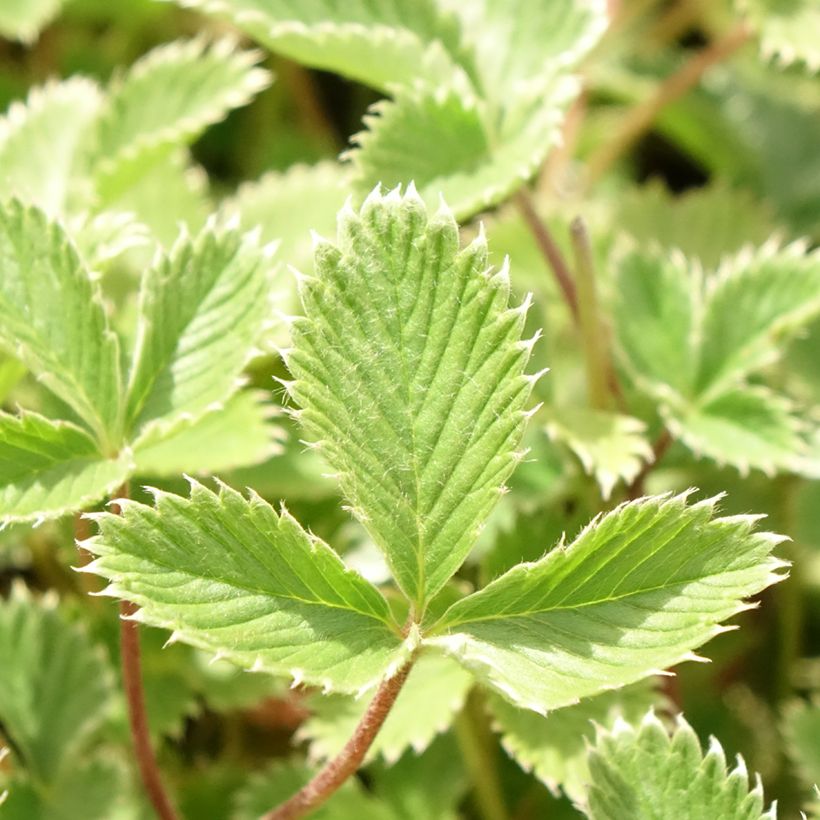 Verihanhikki - Potentilla atrosanguinea (Lehvistö)