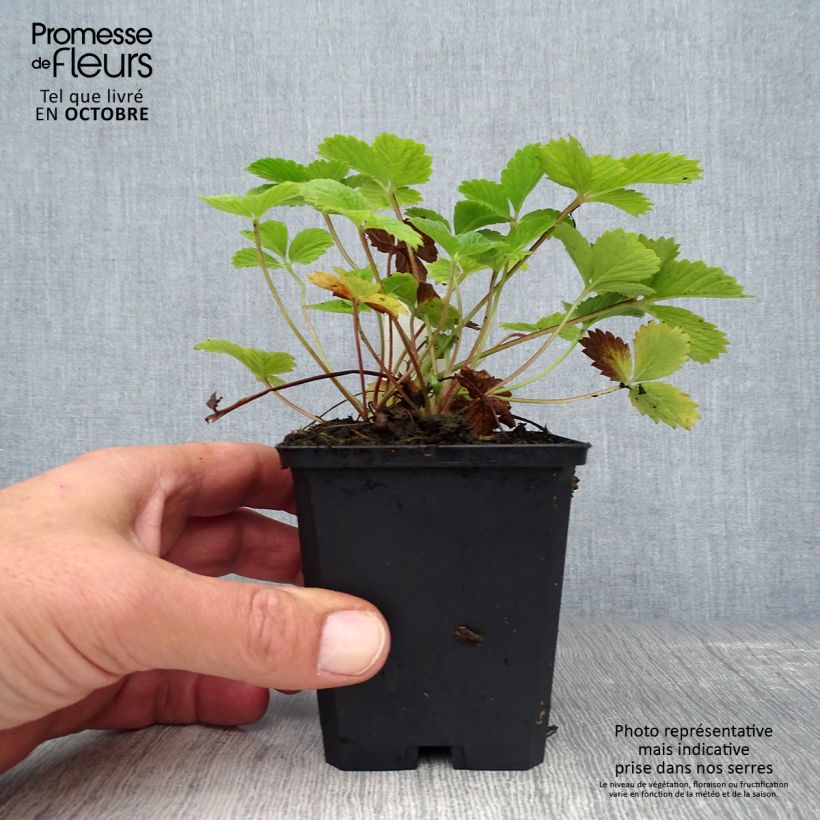 Esimerkki syksyllä toimitetusta Verihanhikki Gibson s Scarlet 8/9 cm taimiruukku-taimesta
