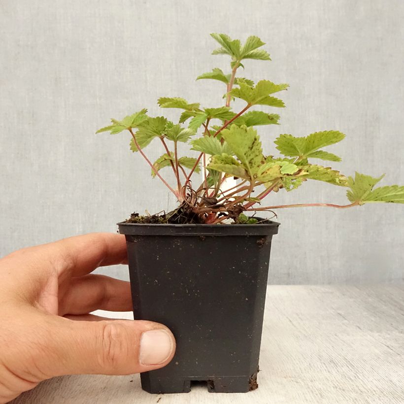 Esimerkki kesällä toimitetusta Verihanhikki Gibson s Scarlet Godet de 8/9 cm-taimesta