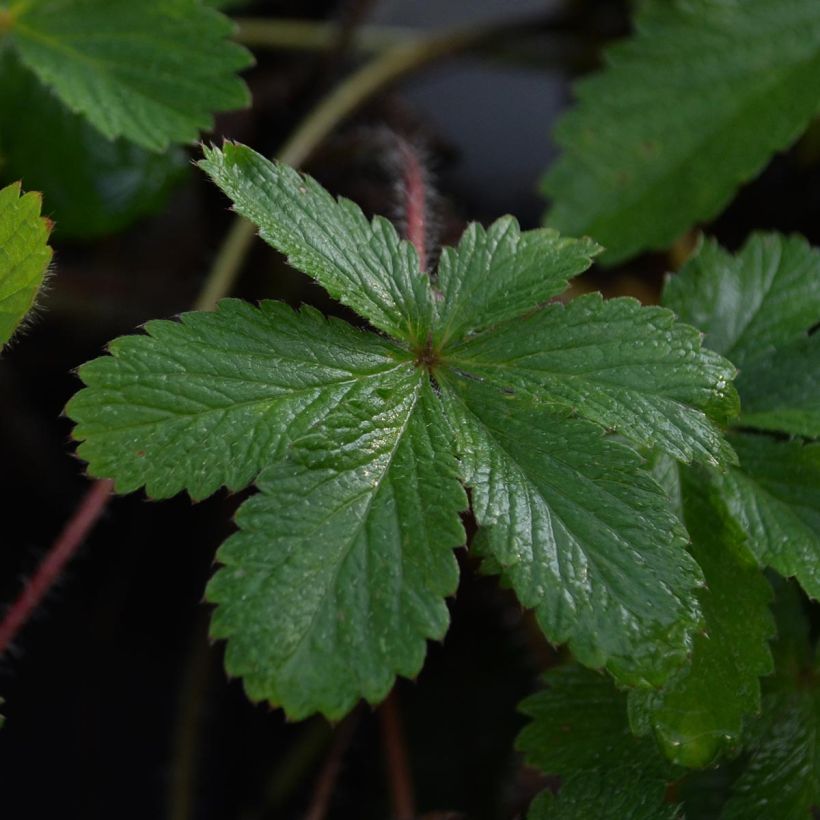 Pensashanhikki - Potentilla hopwoodiana (Foliage)