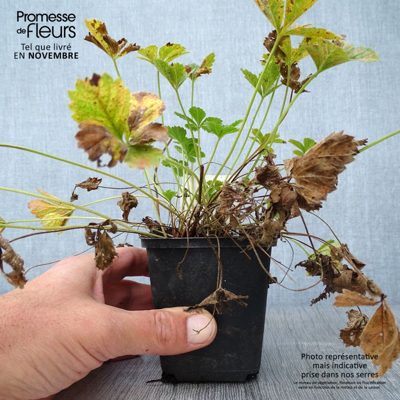 Esimerkki syksyllä toimitetusta Pensashanhikki x tonguei 8/9 cm taimiruukku-taimesta