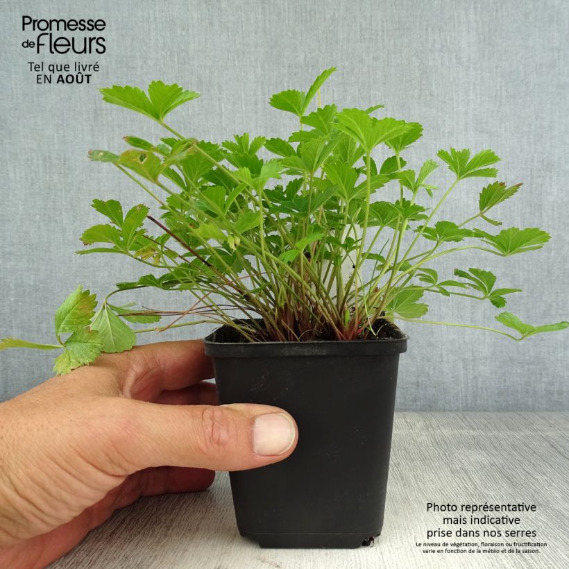 Esimerkki kesällä toimitetusta Pensashanhikki x tonguei 8/9 cm taimiruukku-taimesta