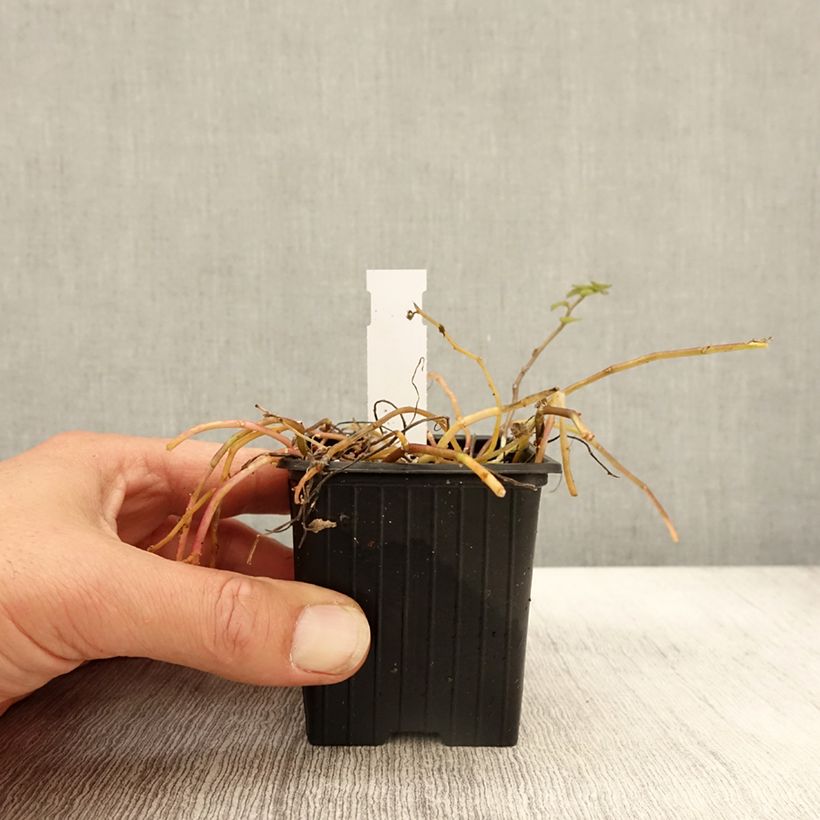 Esimerkki syksyllä toimitetusta Pratia pedunculata Alba Godet de 8/9 cm-taimesta