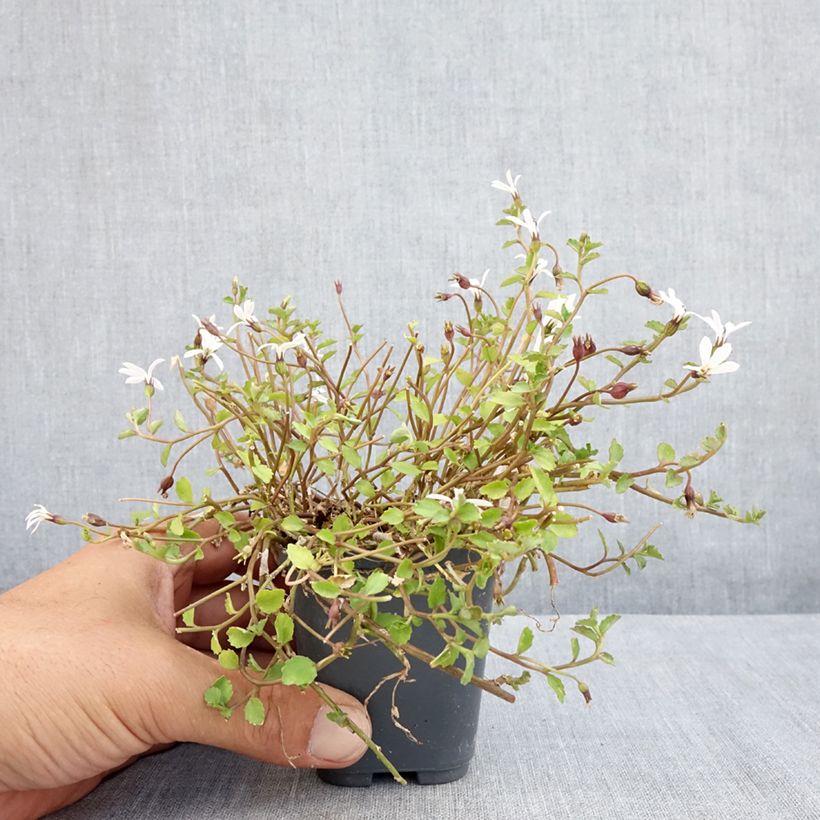 Esimerkki kesällä toimitetusta Pratia pedunculata Alba Taimiruukku 8/9 cm-taimesta