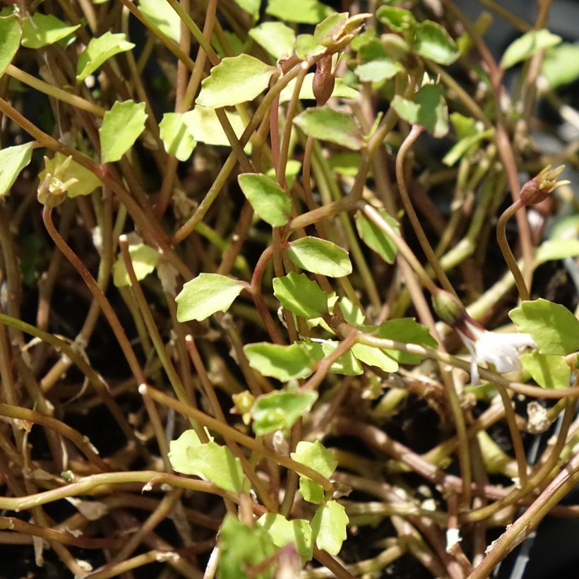 Pratia pedunculata Alba (Lehvistö)