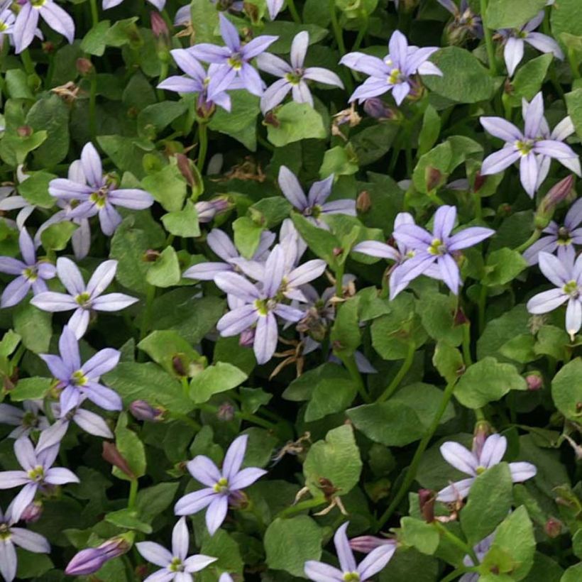 Pratia pedunculata County Park (Lehvistö)