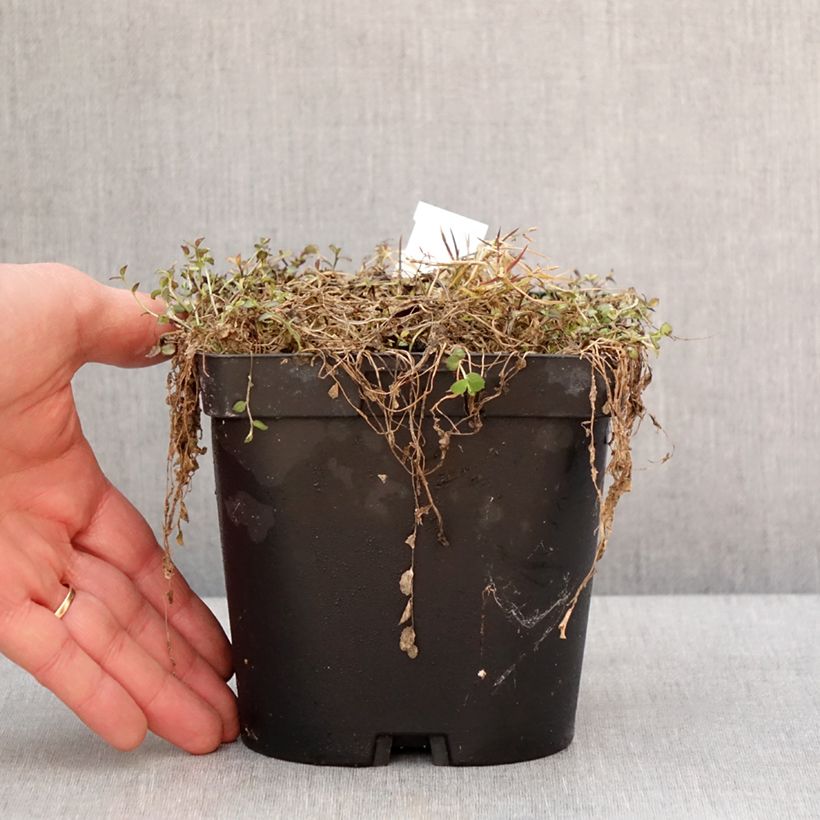 Esimerkki talvella toimitetusta Pratia pedunculata County Park Pot de 2L/3L-taimesta