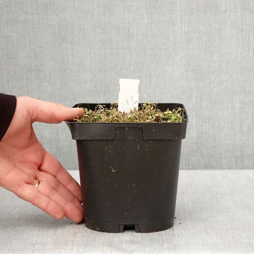 Esimerkki keväällä toimitetusta Pratia pedunculata County Park Pot de 2L/3L-taimesta