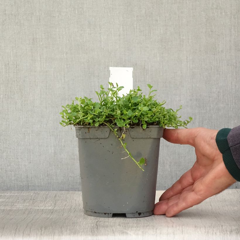 Esimerkki syksyllä toimitetusta Pratia pedunculata 2 litran/3 litran ruukku-taimesta
