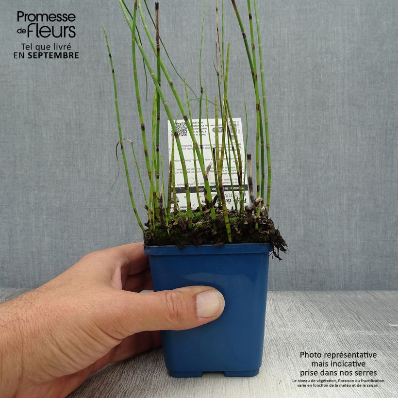 Esimerkki syksyllä toimitetusta Järvikorte - Equisetum fluviatile 8/9 cm taimiruukku-taimesta