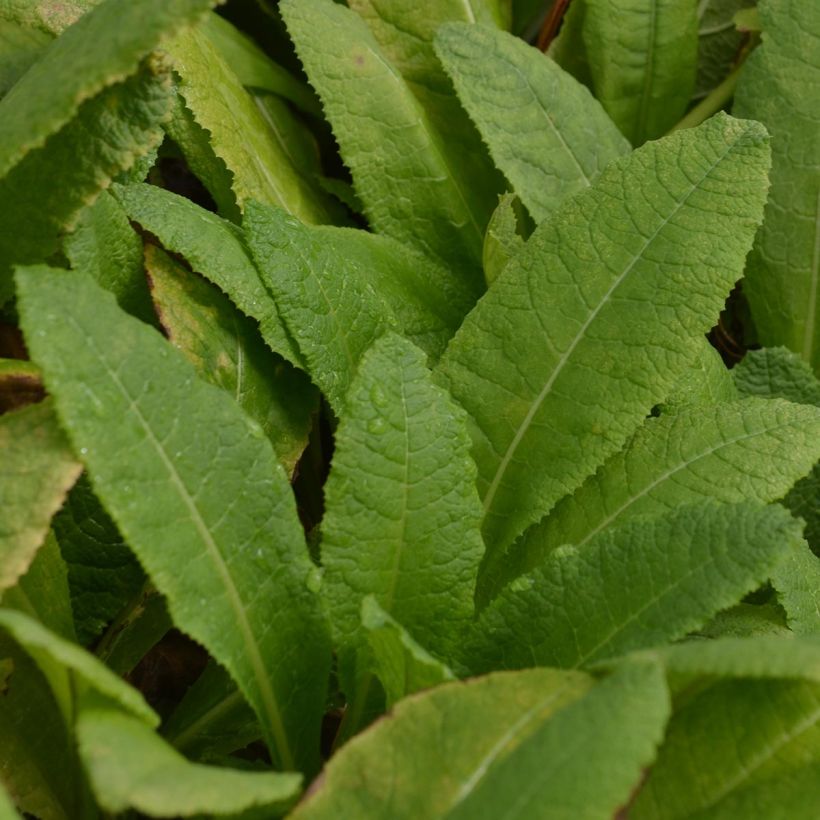 Kiinankeltaesikko - Primula bulleyana (Lehvistö)