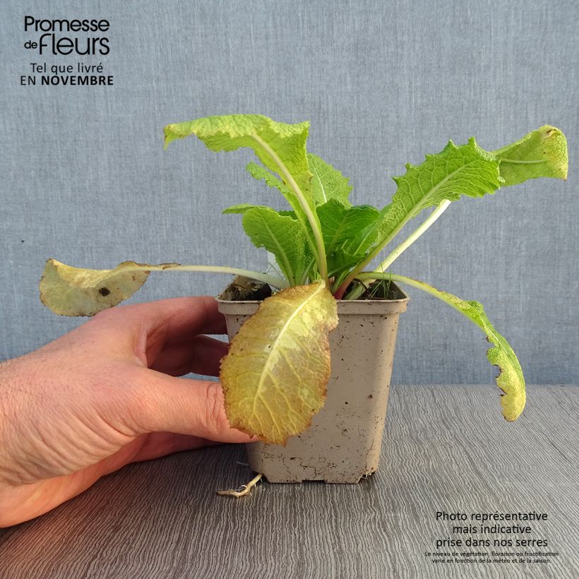 Esimerkki syksyllä toimitetusta Setsuaninesikko - Primula pulverulenta 8/9 cm taimiruukku-taimesta