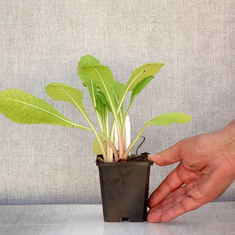 Esimerkki kesällä toimitetusta Setsuaninesikko - Primula pulverulenta Godet de 8/9 cm-taimesta