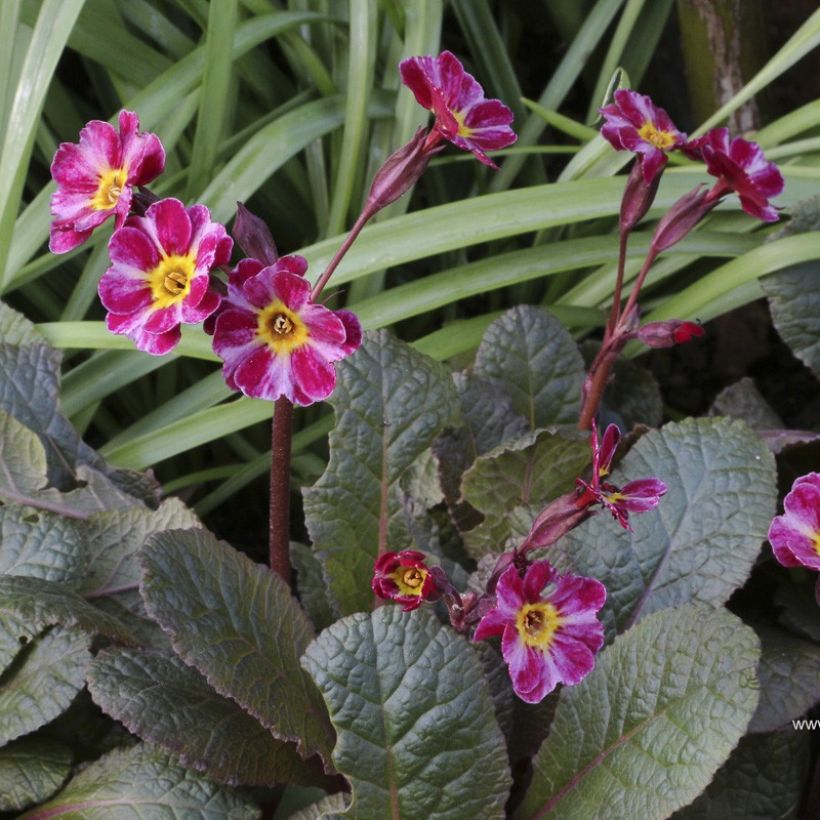 Loistokevätesikko Dark Rosaleen (Kukinta)