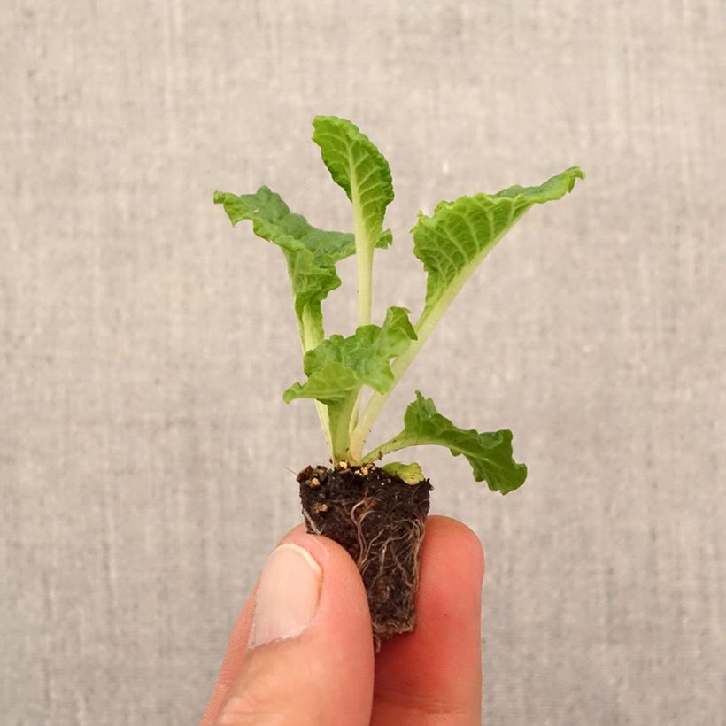 Esimerkki syksyllä toimitetusta Kääpiöesikko Frilly White Minipaakku Ø 1,5/2,5 cm-taimesta