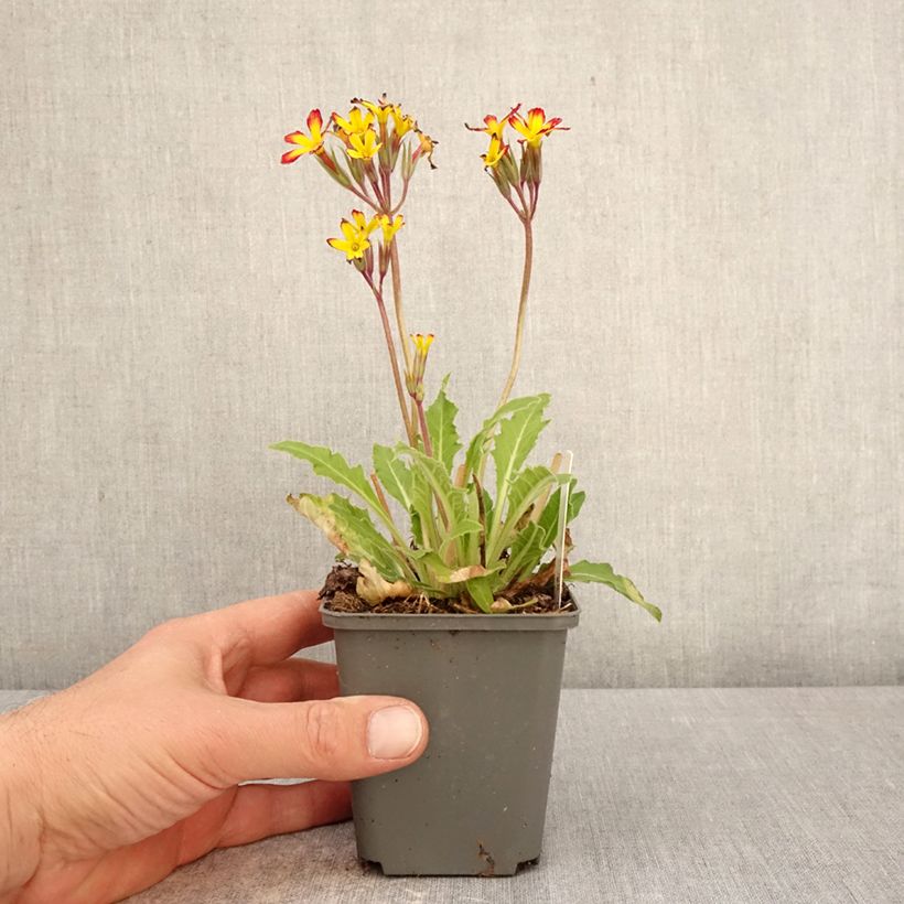 Esimerkki keväällä toimitetusta Loistokevätesikko Oak Leaf Yellow Picotee Taimiruukku 8/9 cm-taimesta