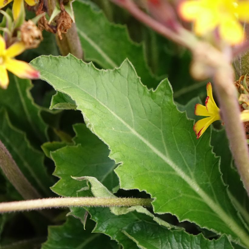 Loistokevätesikko Oak Leaf Yellow Picotee (Lehvistö)
