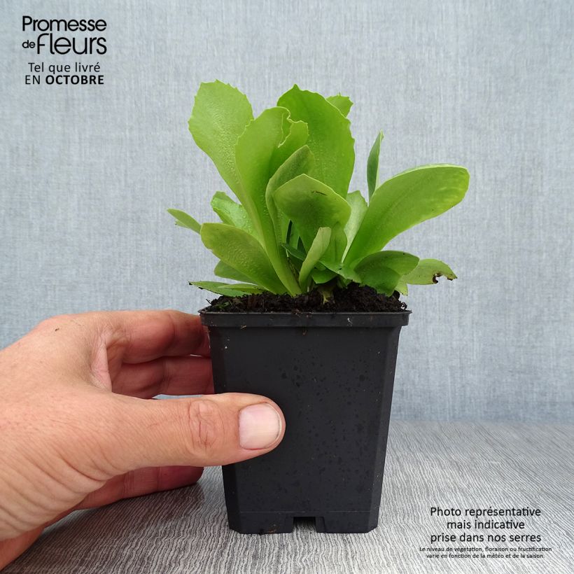 Esimerkki syksyllä toimitetusta Pihaesikko Mix 8/9 cm taimiruukku-taimesta