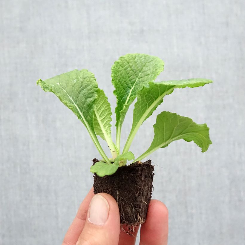 Esimerkki syksyllä toimitetusta Kääpiöesikko Provence Mix Jardimotte : motte 3,8 cm x 3,2 cm en plaque de culture par 16-taimesta