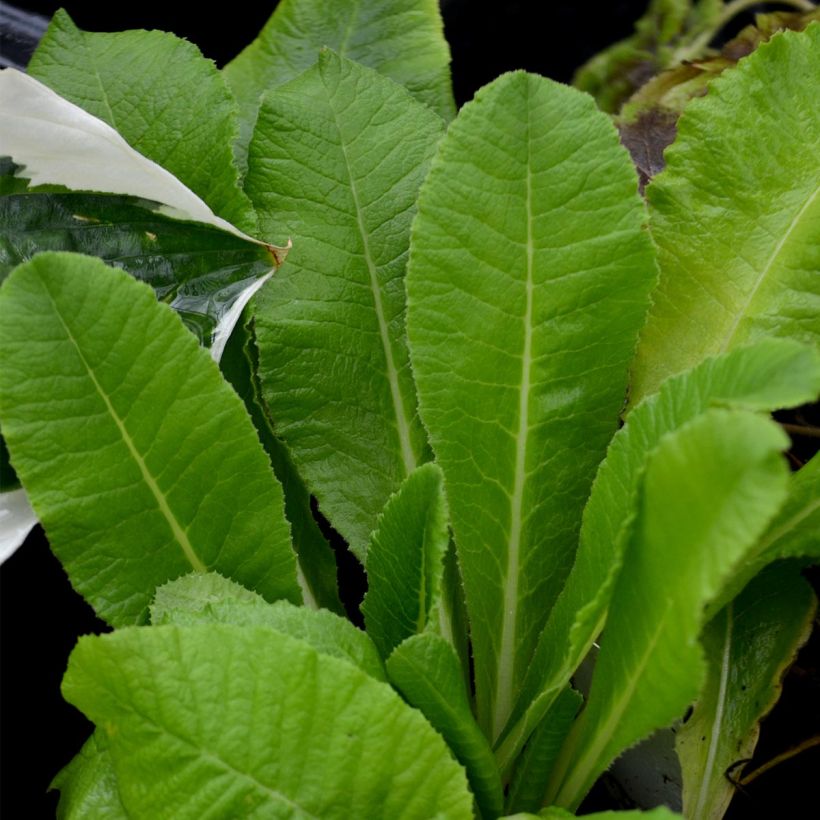 Palloesikko Alba (Lehvistö)
