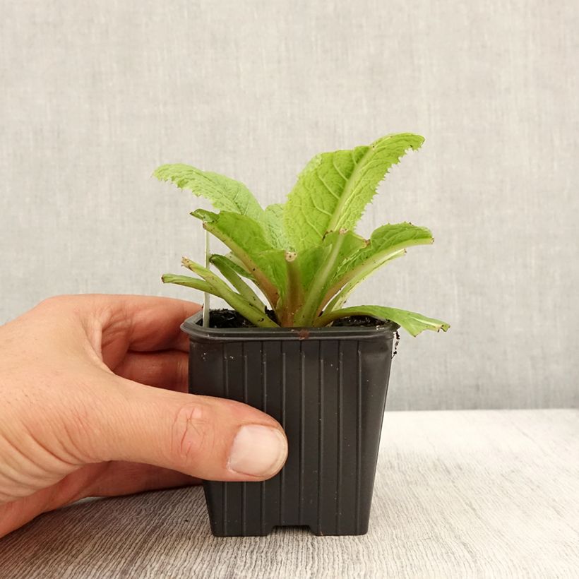 Esimerkki syksyllä toimitetusta Japaninesikko - Primula japonica 8/9 cm taimiruukku-taimesta