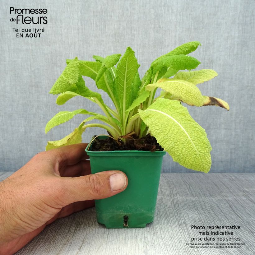 Esimerkki kesällä toimitetusta Japaninesikko - Primula japonica Taimiruukku 8/9 cm-taimesta