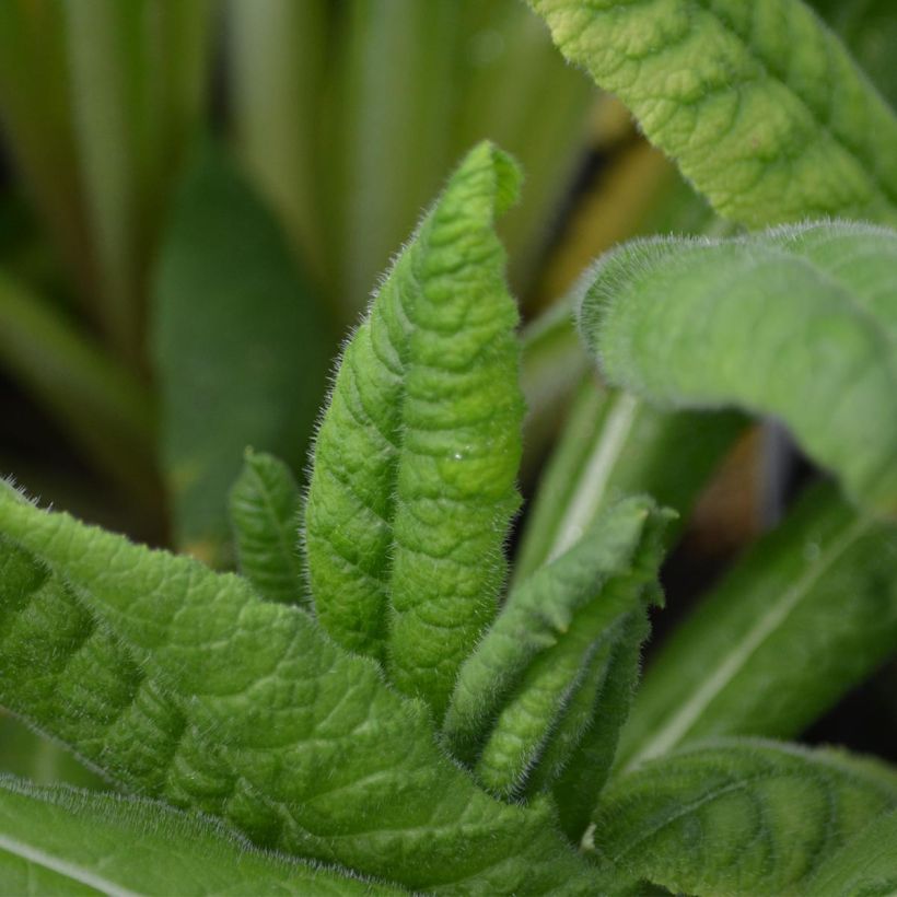 Tähkäesikko - Primula vialii (Lehvistö)