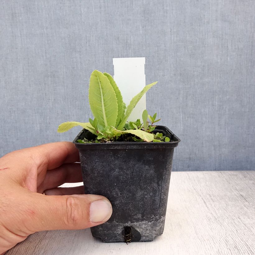 Esimerkki kesällä toimitetusta Palloesikko Prom Lilac Godet de 8/9 cm-taimesta