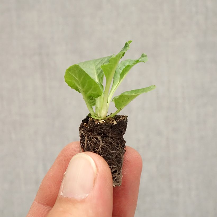 Esimerkki syksyllä toimitetusta Kääpiöesikko Rambo F1 Appleblossom Minipaakku Ø 1,5/2,5 cm-taimesta