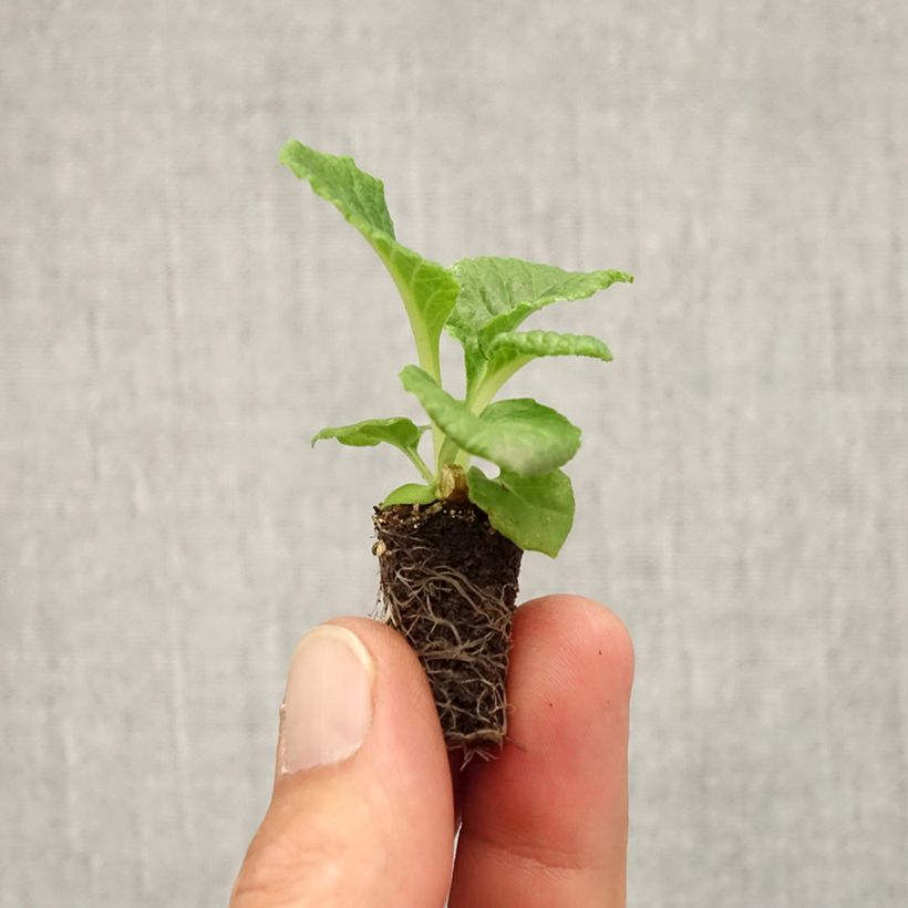 Esimerkki syksyllä toimitetusta Kääpiöesikko Rambo F1 Lemon Cream Minipaakku Ø 1,5/2,5 cm-taimesta