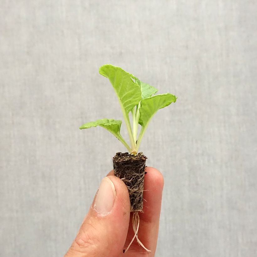 Esimerkki syksyllä toimitetusta Kääpiöesikko Rosebud F1 White Minipaakku Ø 1,5/2,5 cm-taimesta