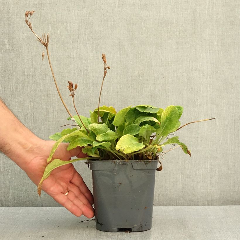 Esimerkki kesällä toimitetusta Kääpiöesikko - Primula vulgaris 2 litran/3 litran ruukku-taimesta