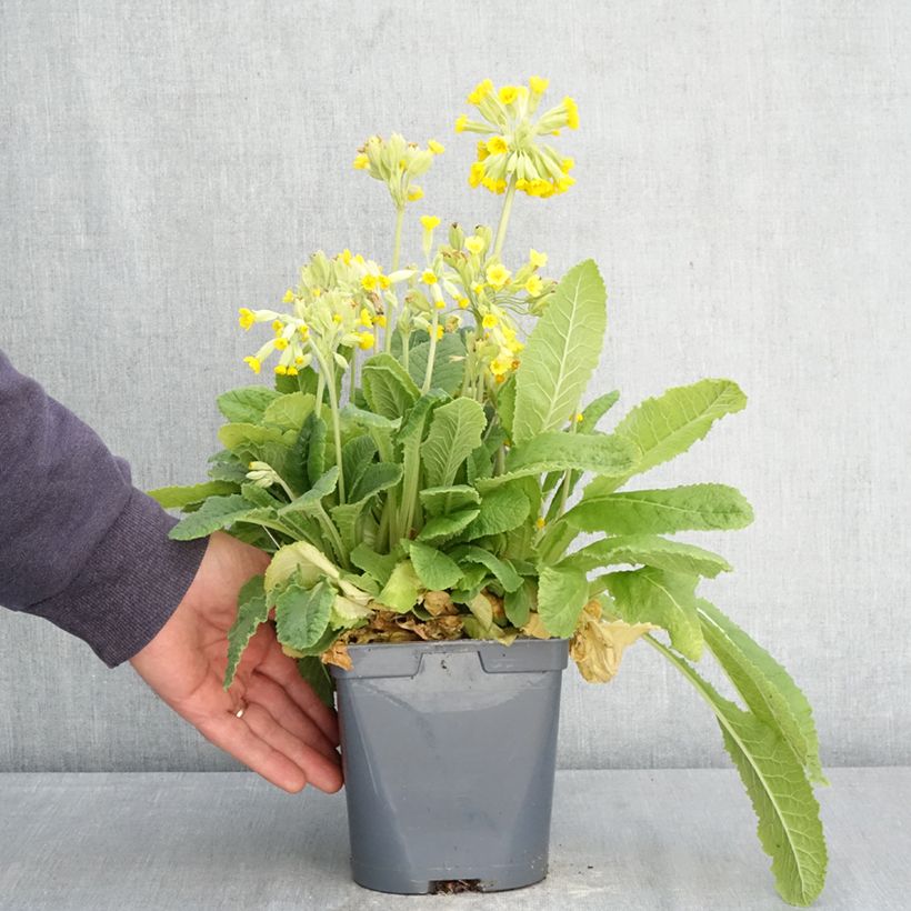 Esimerkki keväällä toimitetusta Kääpiöesikko - Primula vulgaris Ruukku 2L / 3L-taimesta