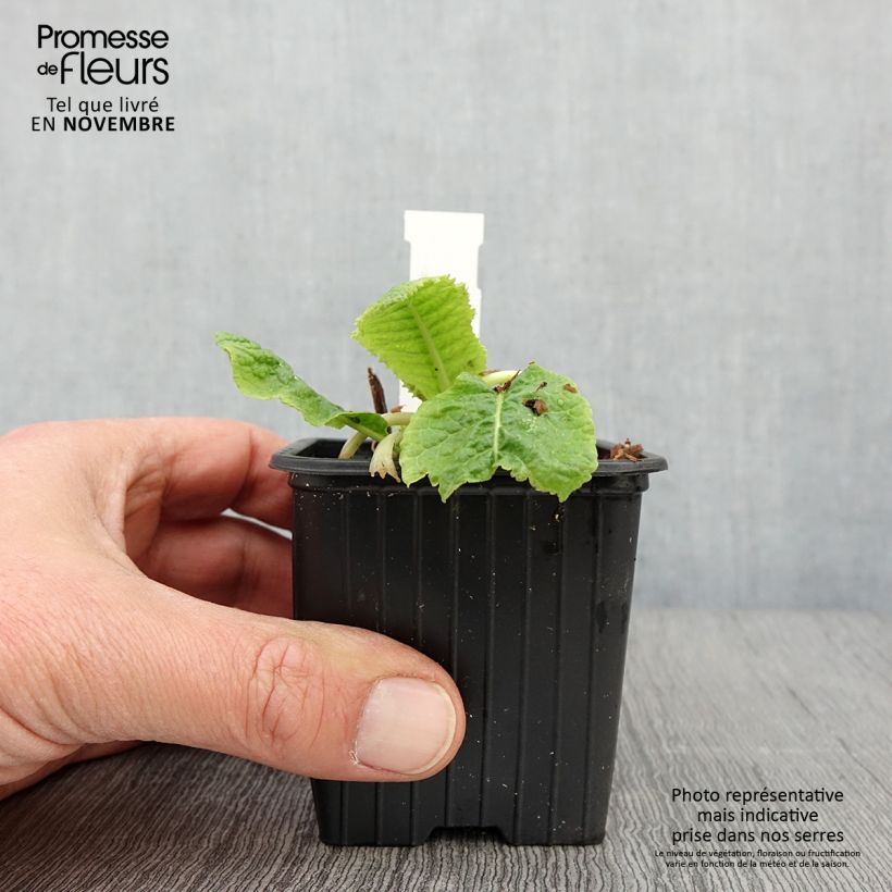 Esimerkki syksyllä toimitetusta Tuoksuesikko - Primula beesiana 8/9 cm taimiruukku-taimesta