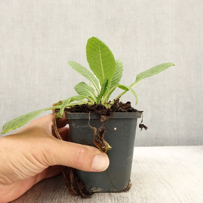 Esimerkki syksyllä toimitetusta Kesäesikko - Primula florindae 8/9 cm taimiruukku-taimesta