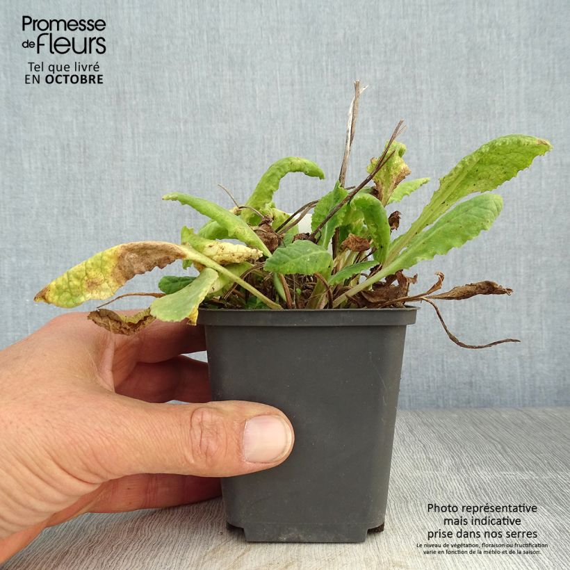 Esimerkki syksyllä toimitetusta Kevätesikko - Primula veris 8/9 cm taimiruukku-taimesta