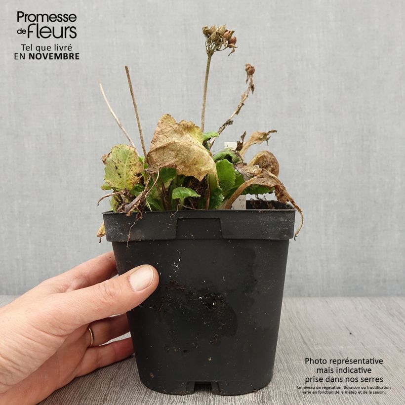 Esimerkki syksyllä toimitetusta Kevätesikko - Primula veris 2 litran/3 litran ruukku-taimesta