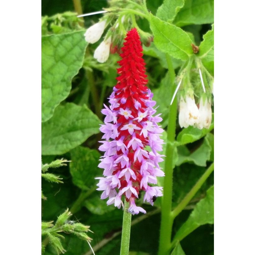 Tähkäesikko - Primula vialii (Kukinta)