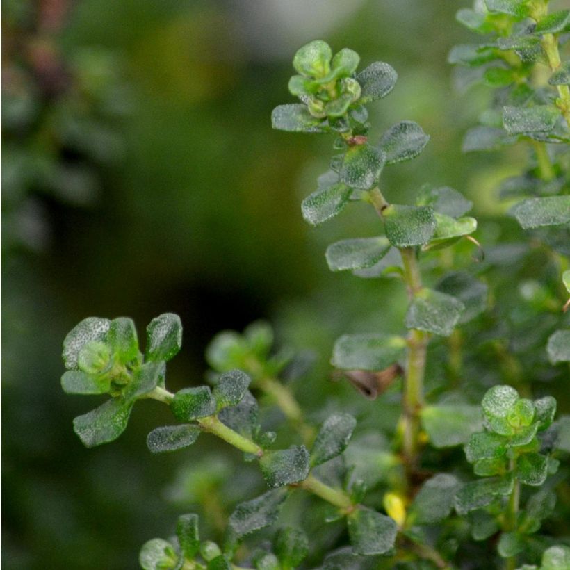 Ritvamintu - Prostanthera cuneata (Lehvistö)