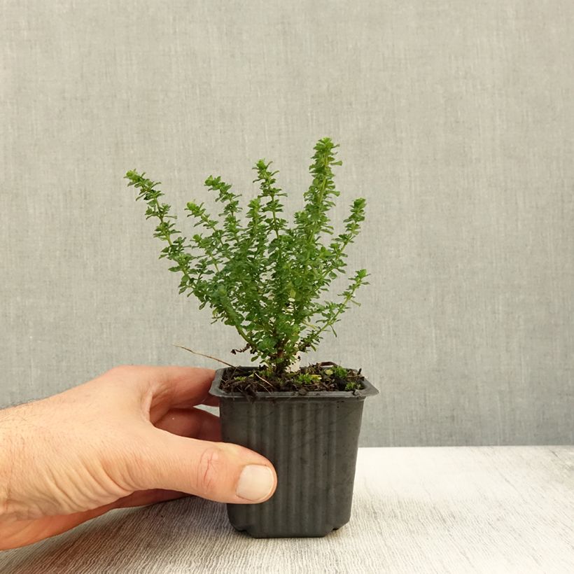 Esimerkki syksyllä toimitetusta Ritvamintu - Prostanthera cuneata 8/9 cm taimiruukku-taimesta