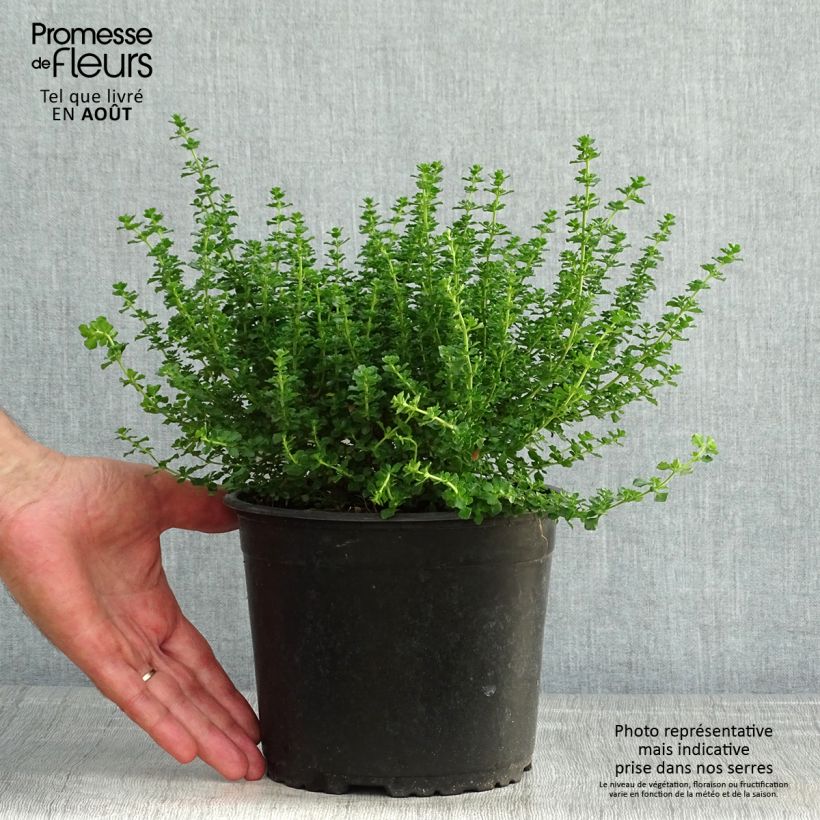 Esimerkki kesällä toimitetusta Ritvamintu - Prostanthera cuneata Ruukku 2L / 3L-taimesta