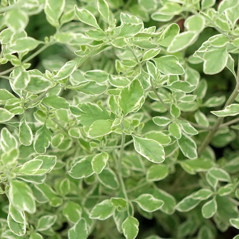 Ritvamintu Variegata - Prostanthera ovalifolia (Lehvistö)