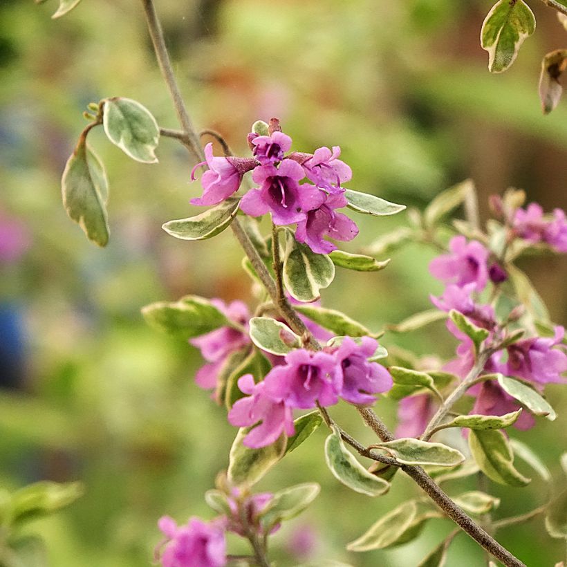 Ritvamintu Variegata - Prostanthera ovalifolia (Kukinta)