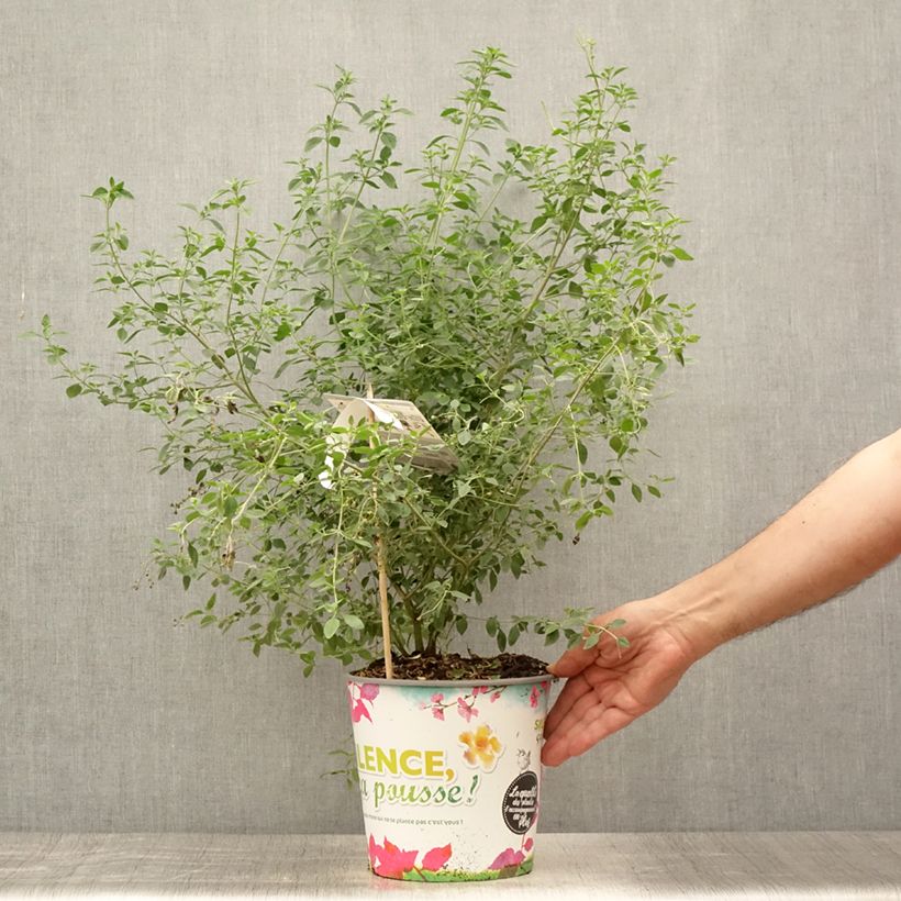Esimerkki kesällä toimitetusta Ritvamintu - Prostanthera rotundifolia Pot de 4L/5L-taimesta