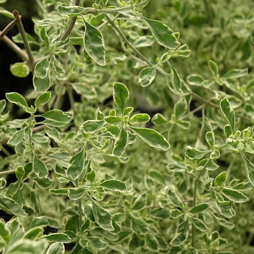 Ritvamintu Variegata (Lehvistö)