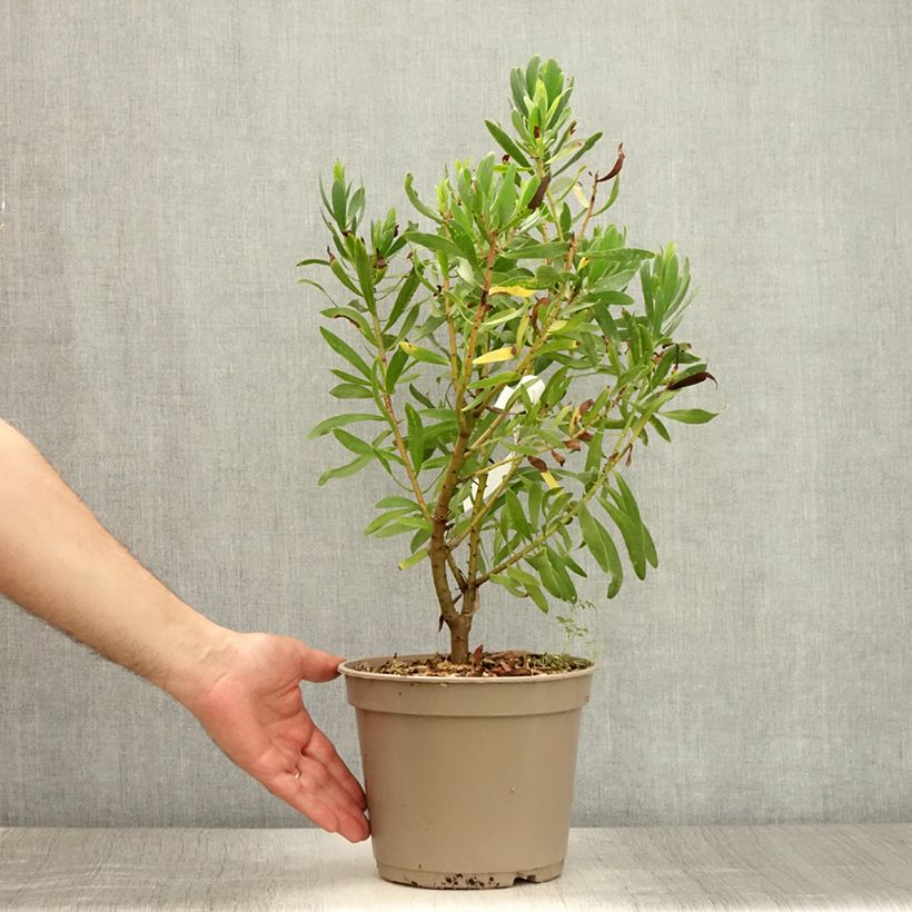 Esimerkki kesällä toimitetusta Protea Clark's Punainen Pot de 4L/5L-taimesta