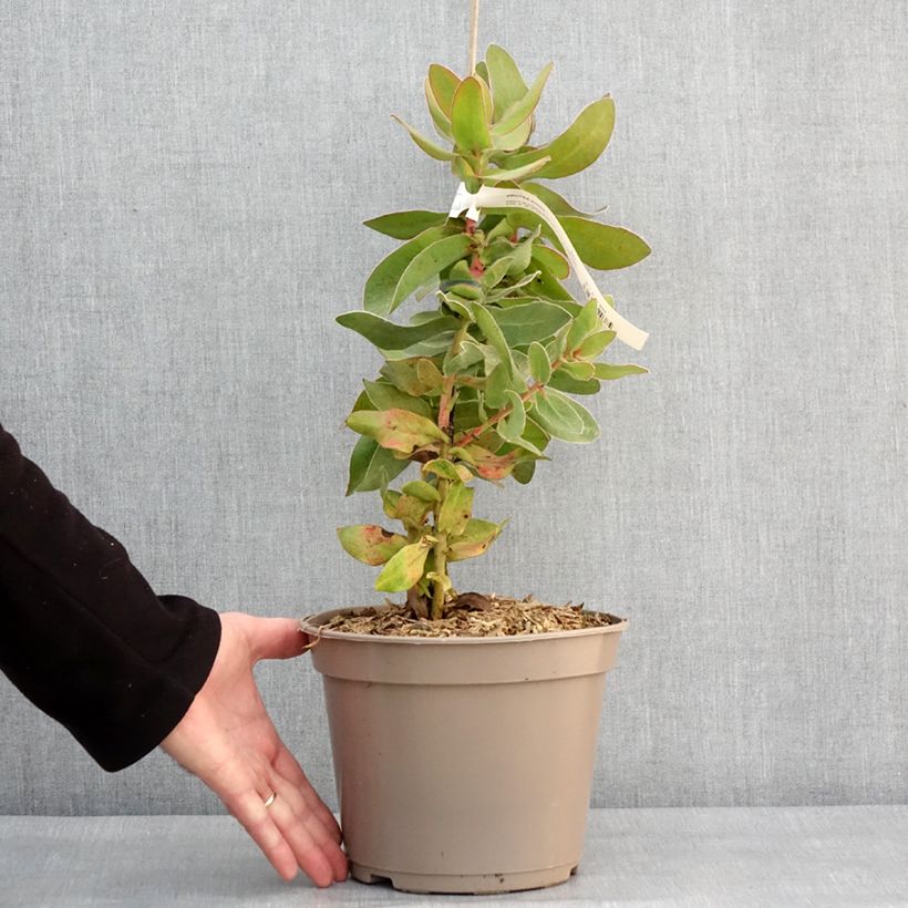 Esimerkki talvella toimitetusta Protea eximia - Protée à feuilles larges Pot de 3L/4L-taimesta