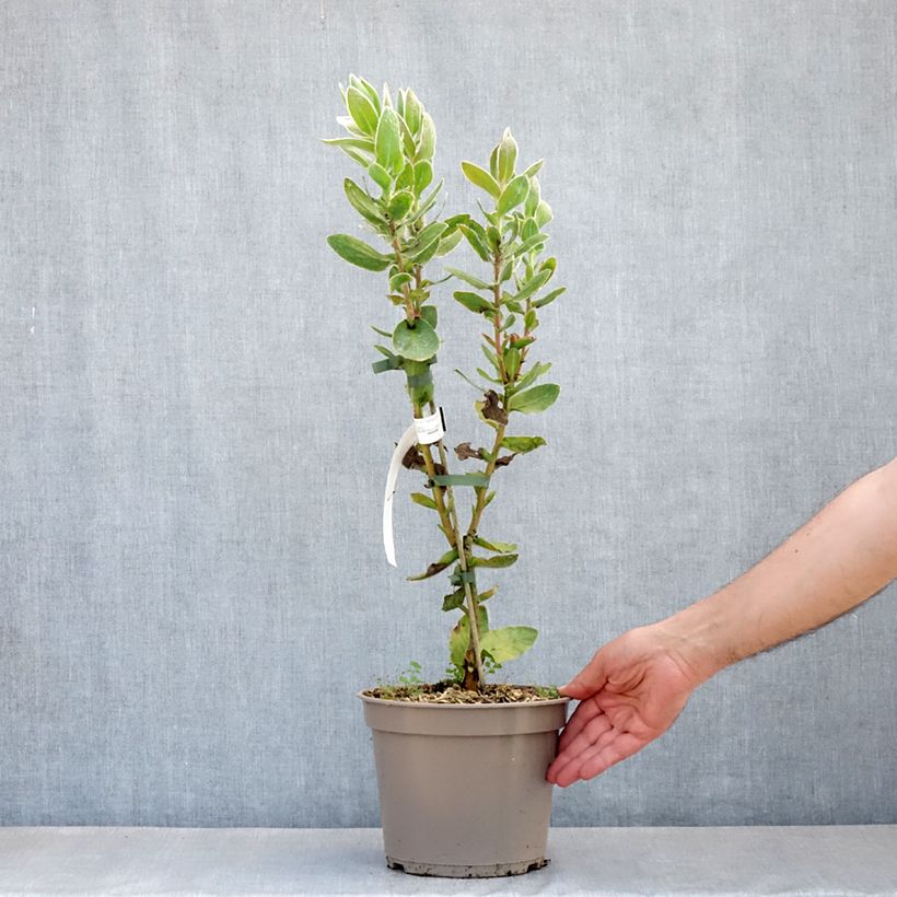 Esimerkki keväällä toimitetusta Protea eximia Pot de 3L/4L-taimesta
