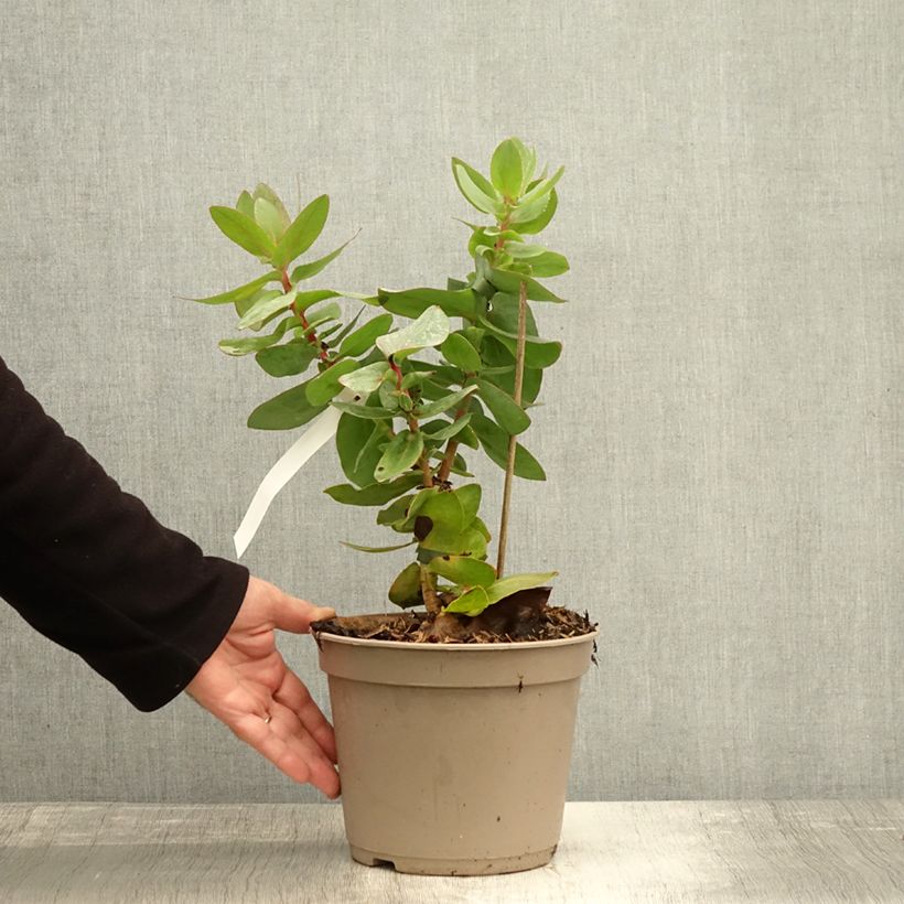 Esimerkki syksyllä toimitetusta Partaprotea - Protea magnifica Pot de 3L/4L-taimesta