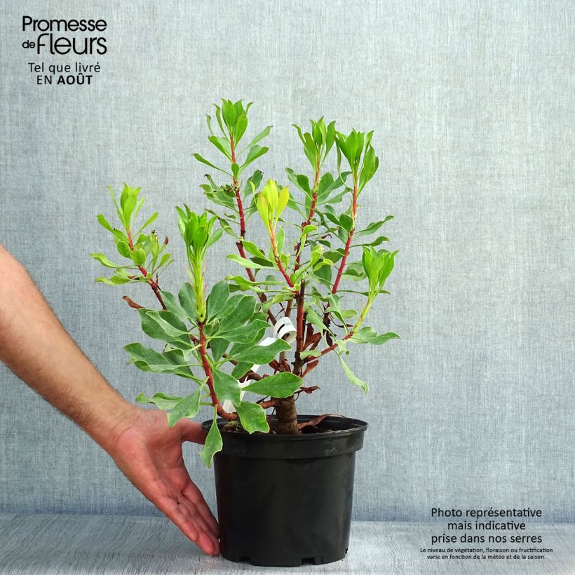 Esimerkki kesällä toimitetusta Kuningasprotea Pink Crown Ruukku 4L / 5L-taimesta